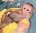   Frumoase și joviale maimuțe capucine pentru adopție         