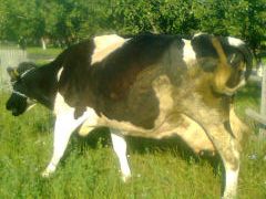 Vand  doua vaci  Holstein pe lapte 
