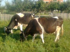 Vand  doua vaci red Holstein pe lapte 