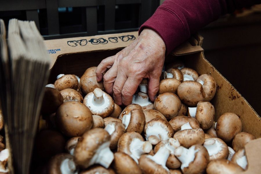 Germania munca la fabrica ciuperci 