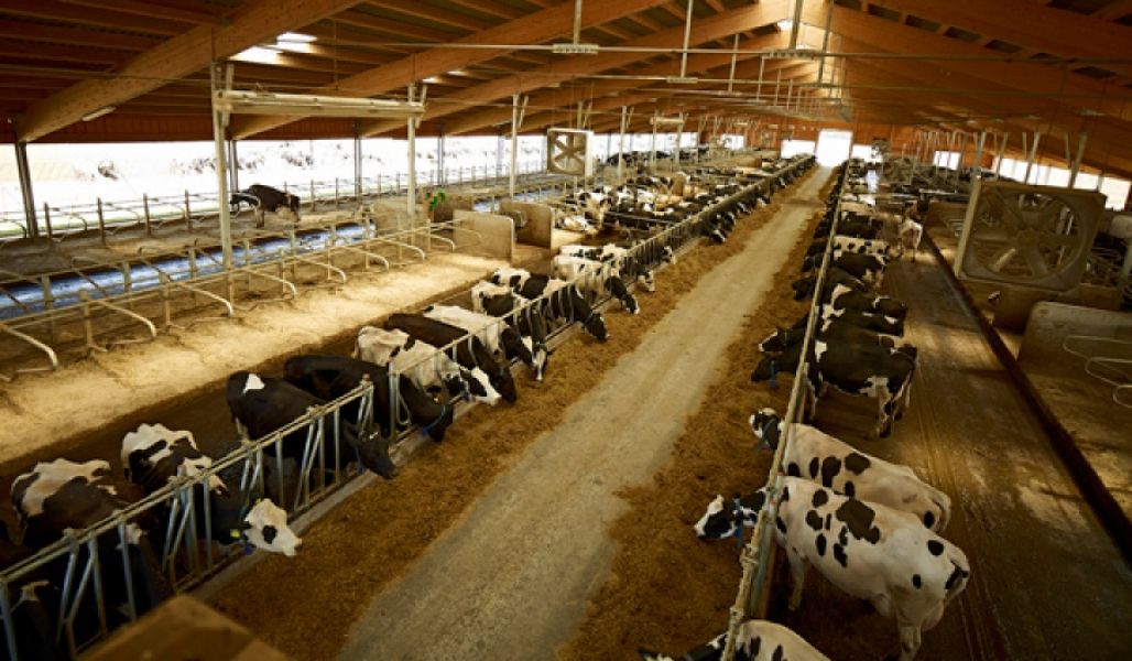 Se cauta personal  la ferme de vaci-1400-1600Euro