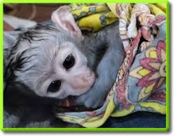 Scutece Maimuță Capucină dresată Copii pentru adopție         