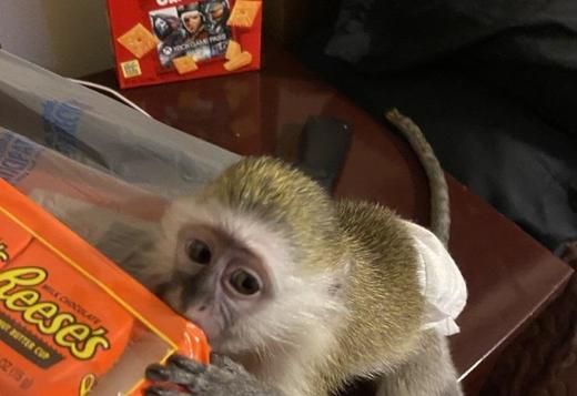   maimuțe capucine bine pregătite pentru adoptare         