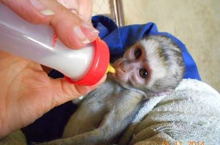 Familie affectionate copil socializat maimuță capucin copil pentru adoptare       
