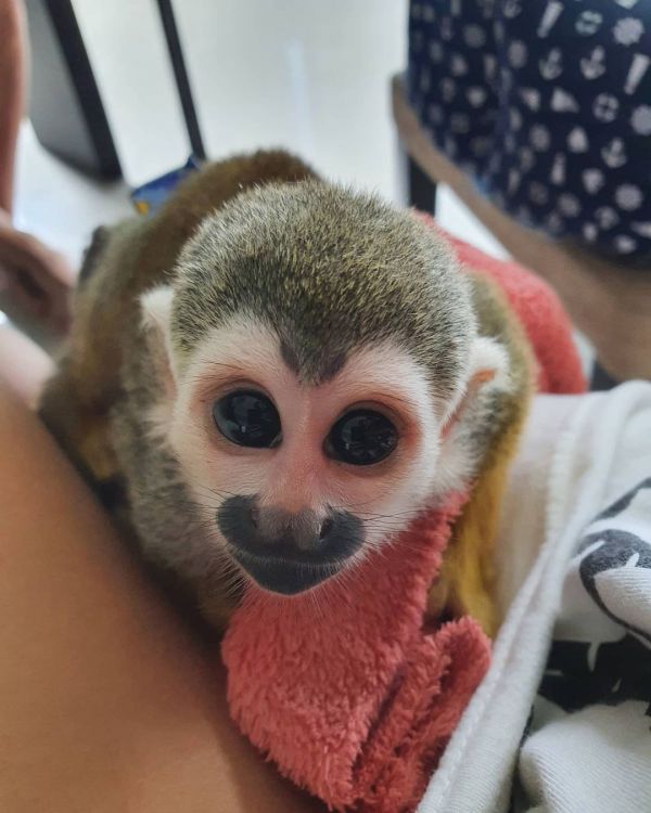 Minunată maimuță veveriță fermecătoare pentru adopție          