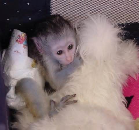 Emotionale maimuțe capucin inundate Disponibil pentru adoptare gratuit