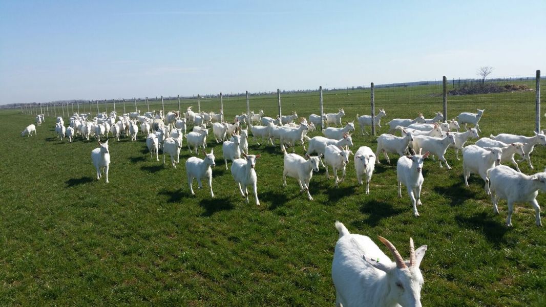 Oferta 250 euro- vand   capre  saanen cu iezi urgent