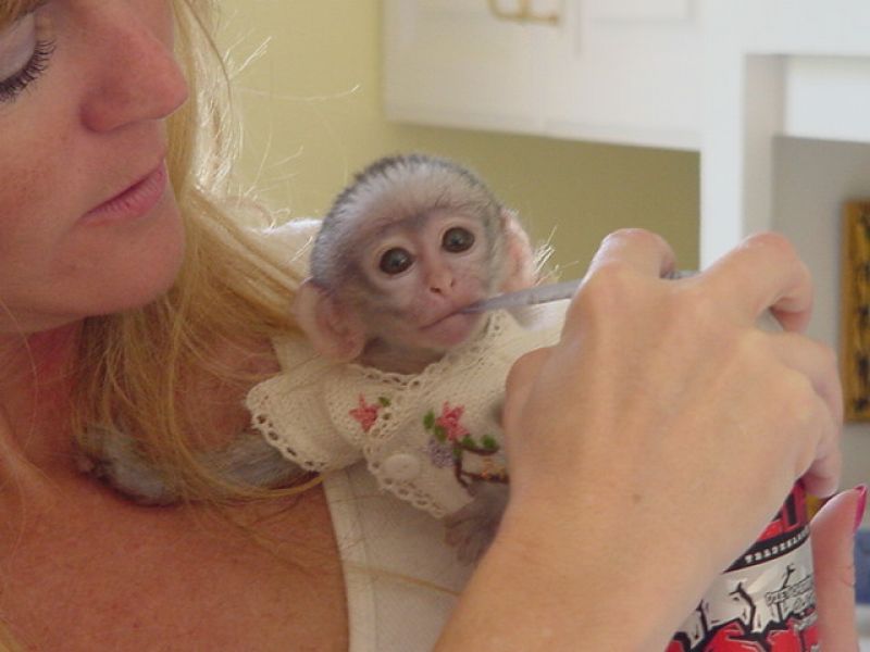 Maimuțe capucine bine antrenate, disponibile acum pentru adopție