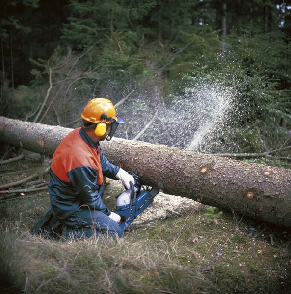 Ajutor forestier in Germania 1400 euro