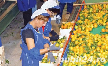 Recoltat legume fructe Germania !