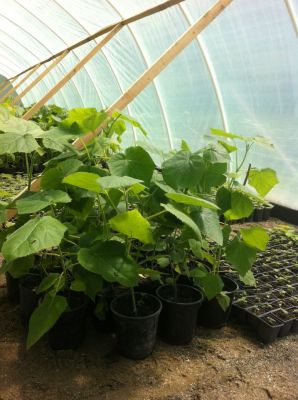 Arborele paulownia 100 cm 