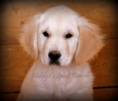 Pui Golden Retriever Hidalgos Spirit