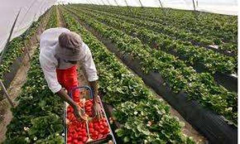 Agricultura in Anglia