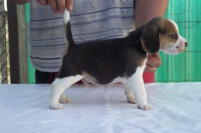 Vand catei Beagle cu pedigree din parinti titrati!