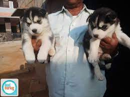 Puii husky siberieni pentru adopție