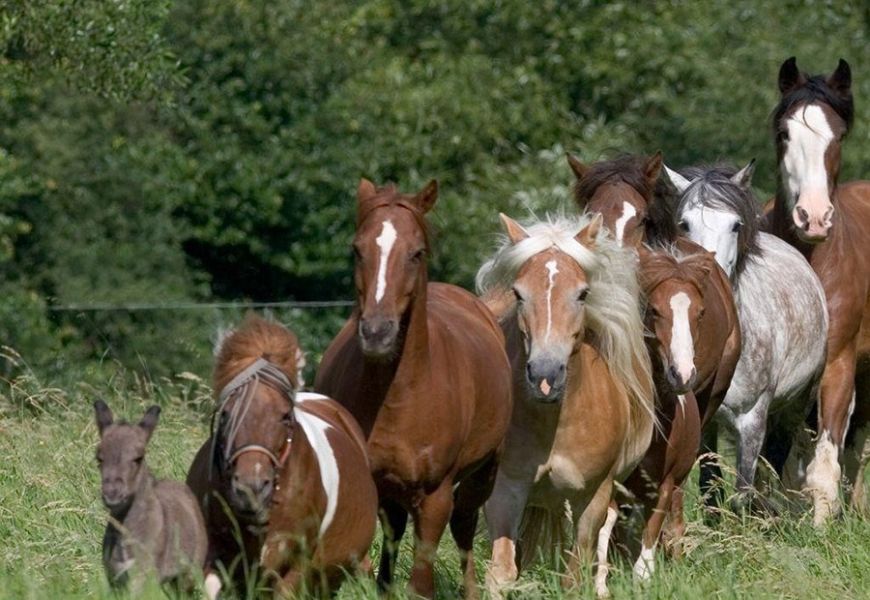 Ingrijitori la ferme de cai in Germania 1600 euro