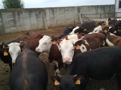 Primesc comenzi pt vitei rasa valdostana,originara din Italia,rasa mixta carne-lapte,