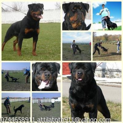 Vand pui de rottweiler cu pedigree, sunt deparazitati si vaccinati la zi