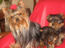 yorkshire terrier-terapie garantata