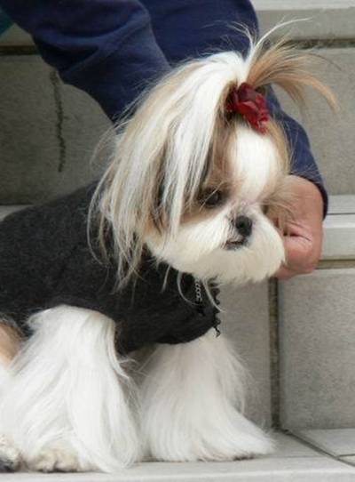 Frizerie canina la domiciliul clientului