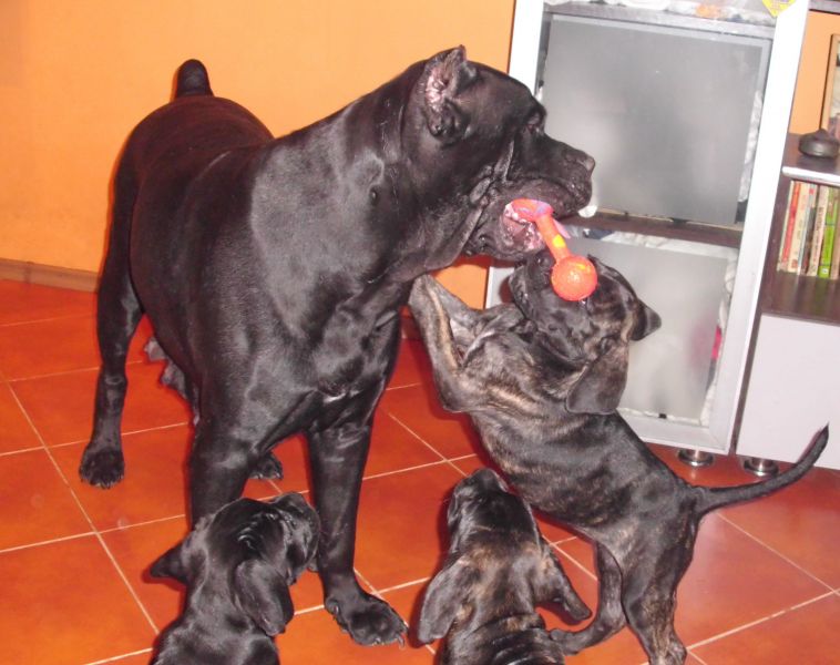 Cane corso de vanzare