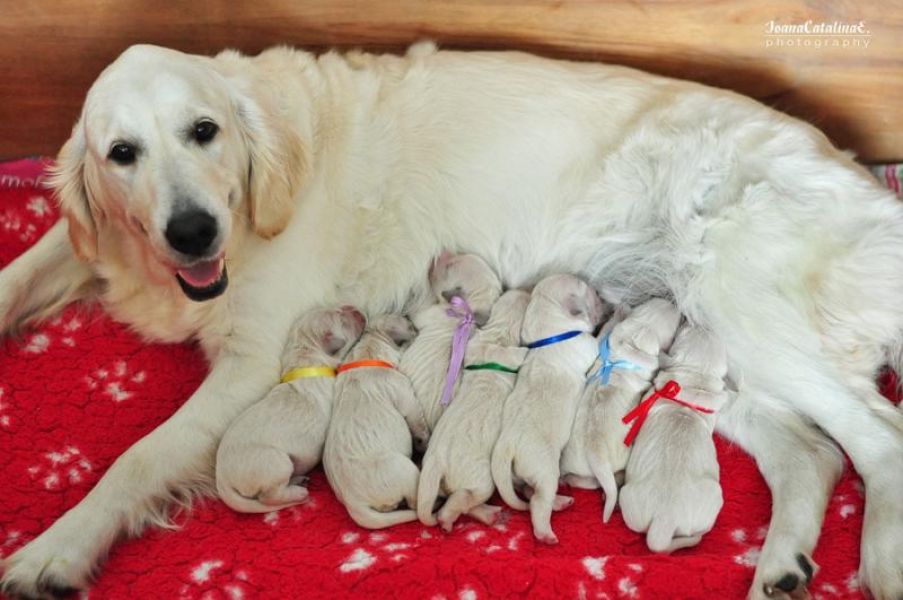 Pui Golden Retriever de exceptie