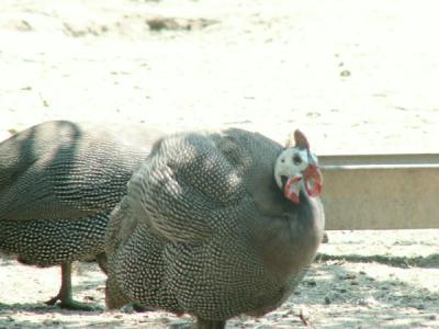 vand bibilici