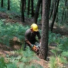 Domeniul Forestier in Germania 1400 euro