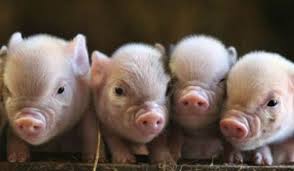 Loc de munca la ferme de porci