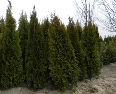 tuia smaragd si arbusti ornamentali