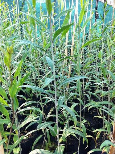  Producatori autorizati de plante Goji, soiul Lycium Barbarum Ningxia