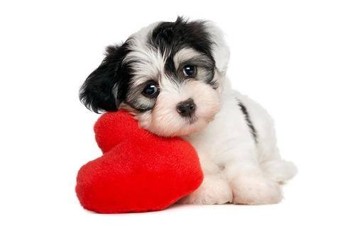 Cosmetica Canina