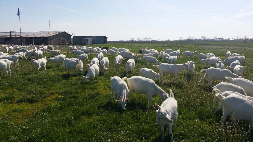 Vand 150 capre saanen gestante 290 euro,