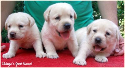Pui Labrador Retriever AURIU