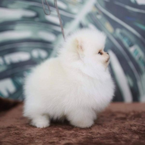3 cățeluși din Pomerania pentru adopție