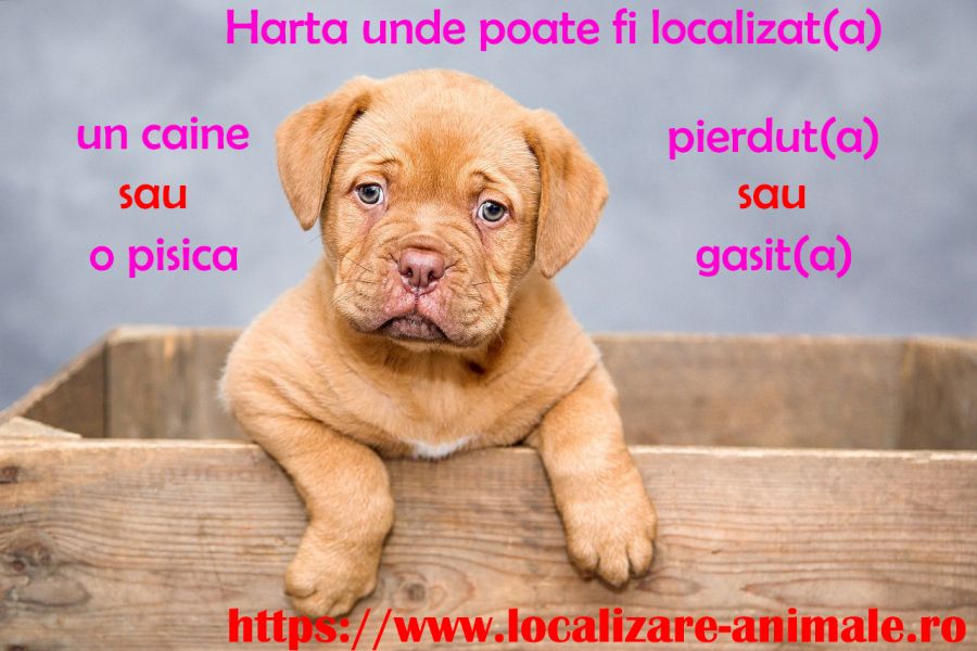 Localizeaza pisica pierduta sau un caine gasit pe harta nationala cu animale