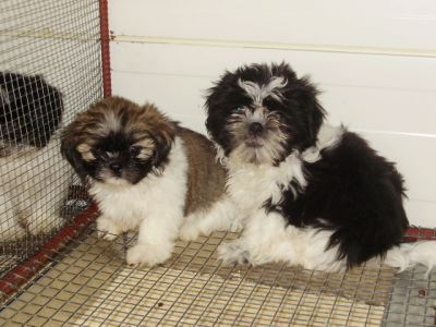 Shih-Tzu !!!