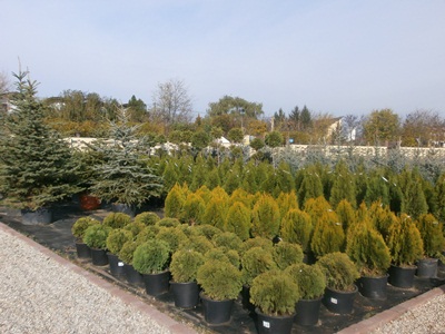 plante ornamentale