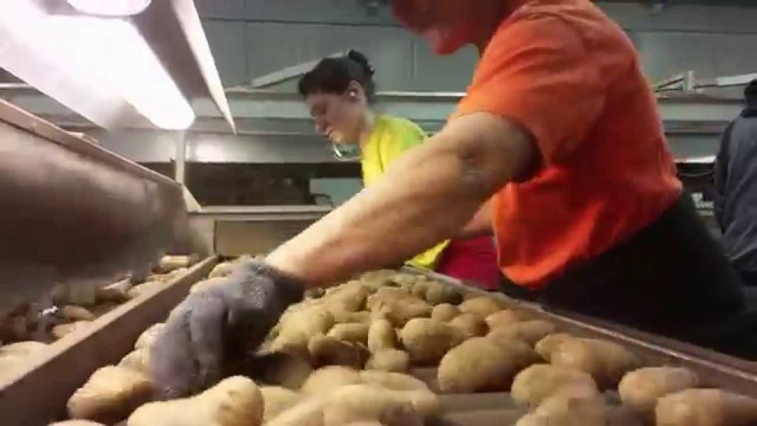 Agricultura - sortat cartofi in hale 1400 euro