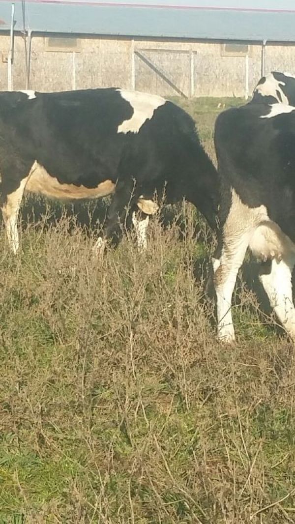  Vand/schimb 21 vaci Holstein si baltata romaneasca