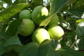 Angajam culegatori fructe in Germania