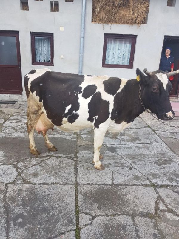 Vand vaca holstein  ce urmeaza sa fete pe 1 martie