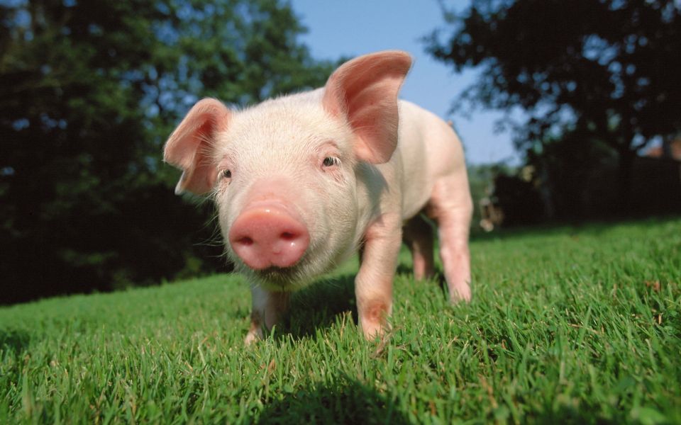 Germania ferma de porci 