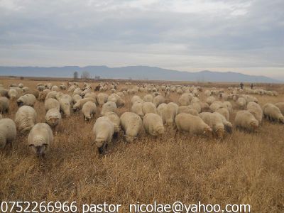 OI DE VANZARE 200 DE BUCATI DIN RASA TIGAIE