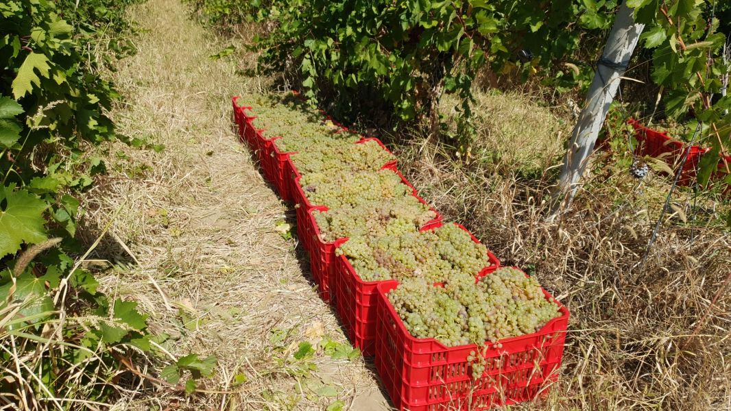 Struguri de Vin Soiuri Alese pentru Productie 2025 