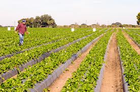 ANGAJAM URGENT IN AGRICULTURA