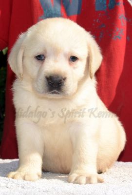 Pui Labrador Retriever AURIU