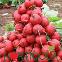 Muncitori in agricultura in Germania 1400 euro