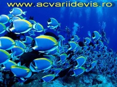 Acvariidevis.ro            