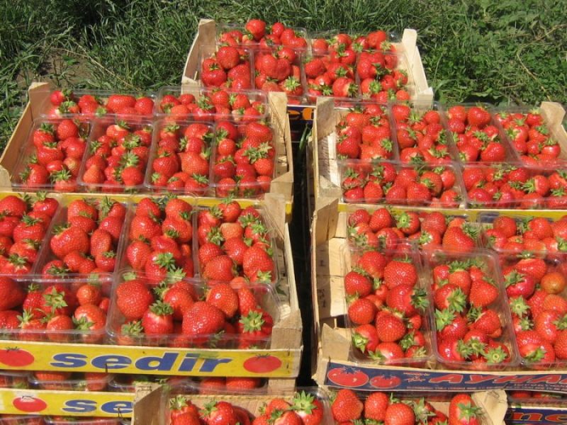 Culegatori capsuni in Germania 1500 euro